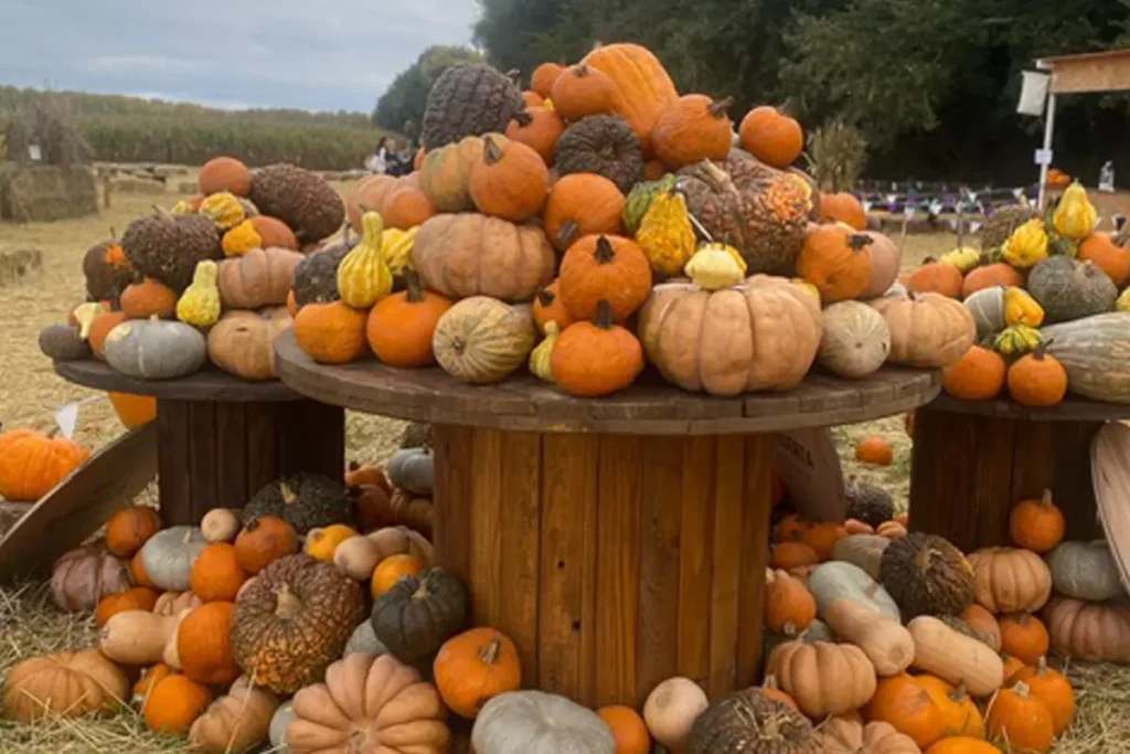 Montessori International Schools - Huerta de Aranjuez Pumpkin Patch