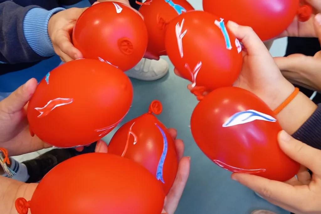 Montessori - Circulatory system