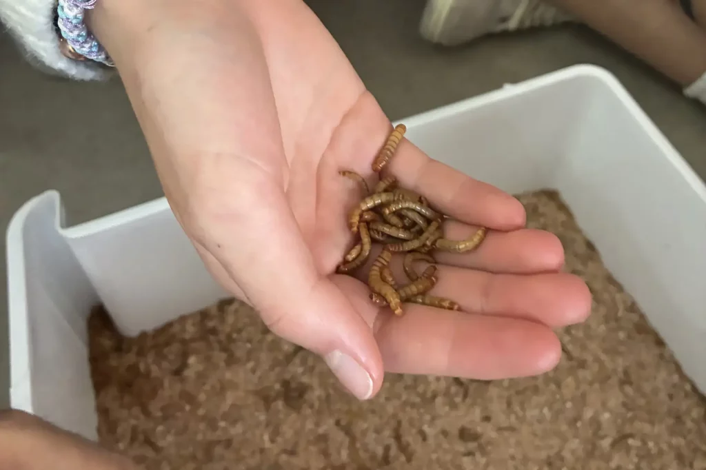 Montessori - Keith Taller de insectos