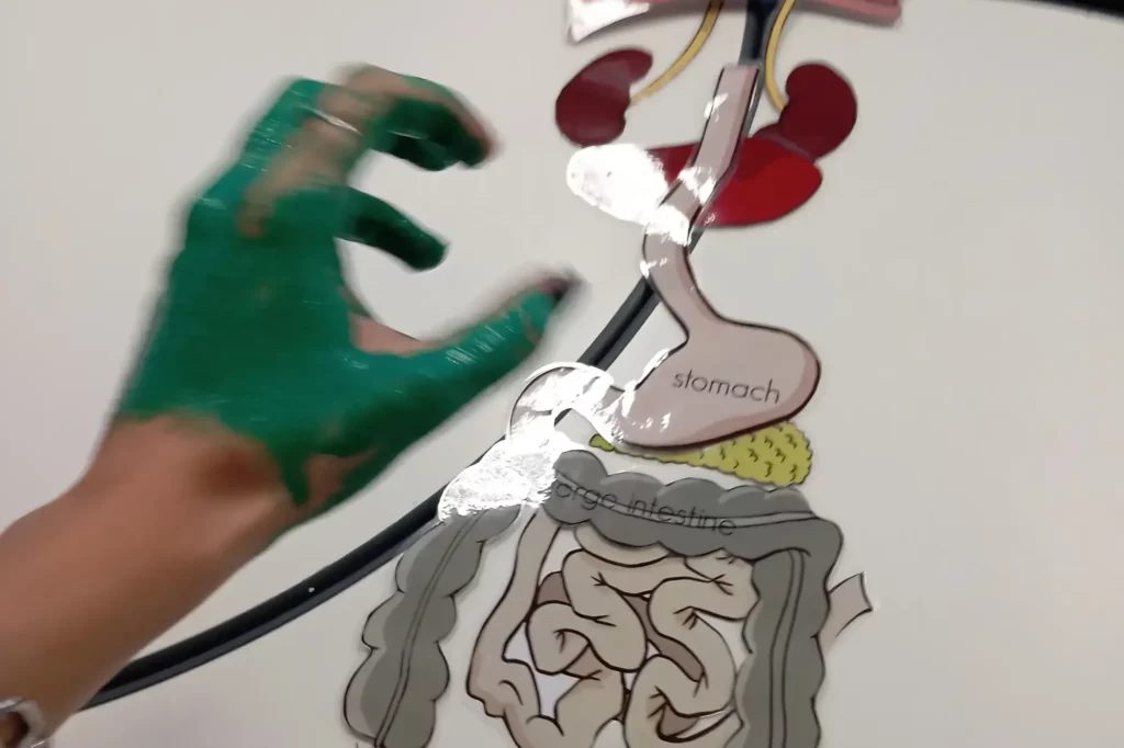 Montessori - The Human Body