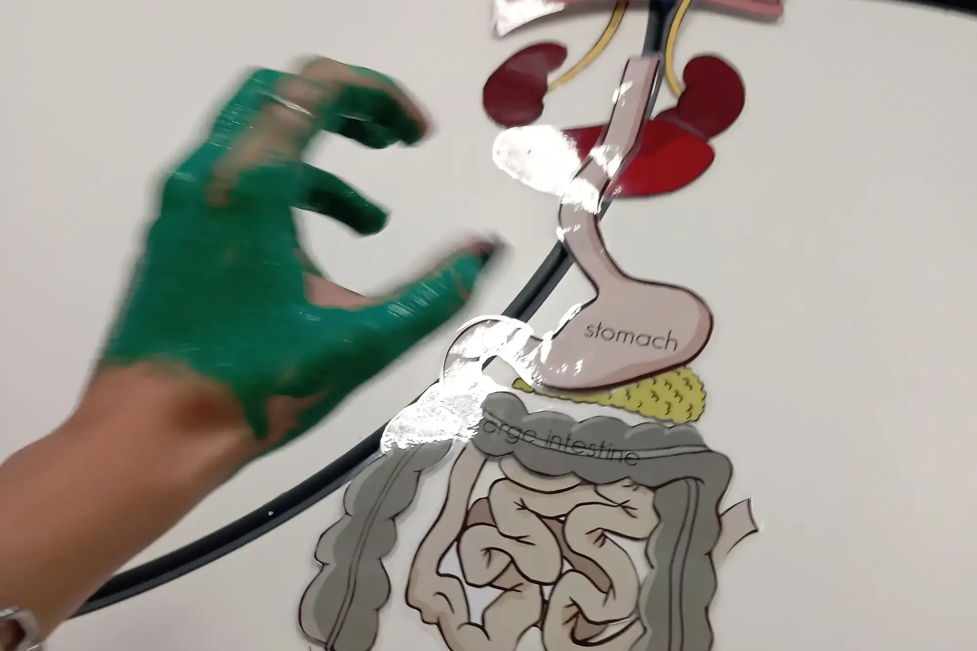 Montessori - The Human Body