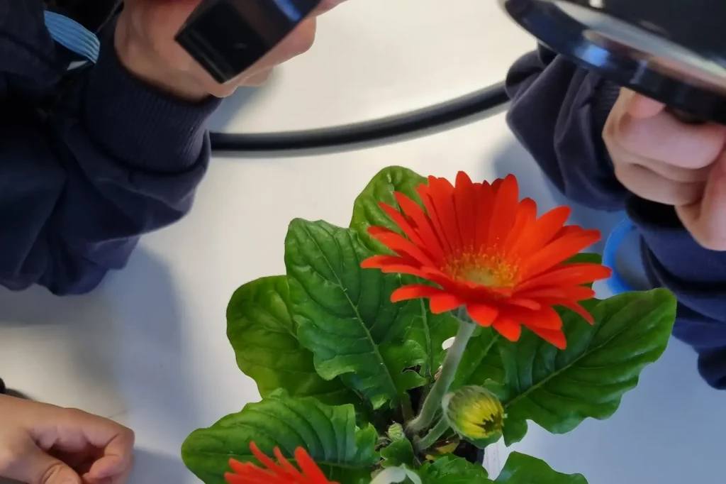 Montessori - Curly antherns and hidden stigmas