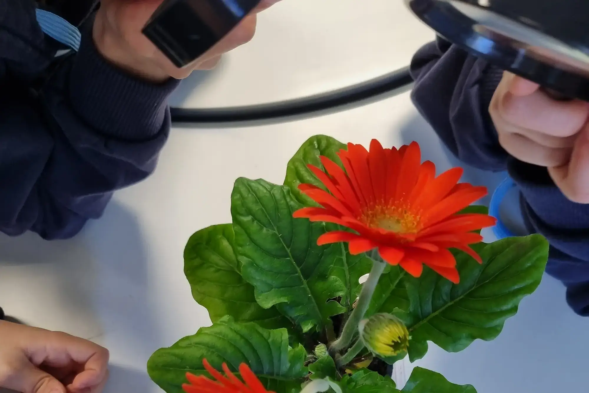 Montessori - Curly antherns and hidden stigmas