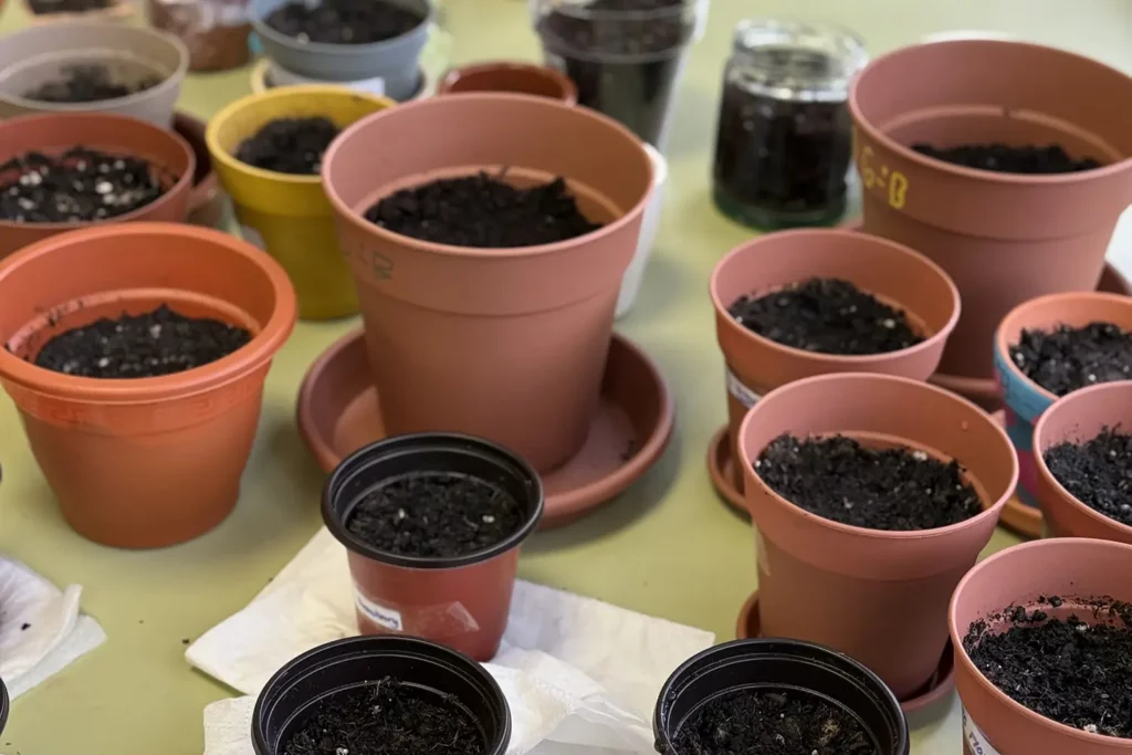 Montessori - Plant a plant project