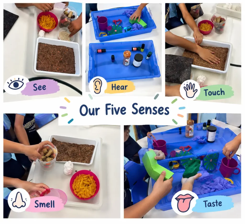 Our 5 senses